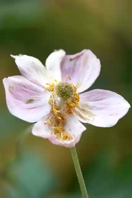 Free download anemone flower blossom bloom faded free picture to be edited with GIMP free online image editor
