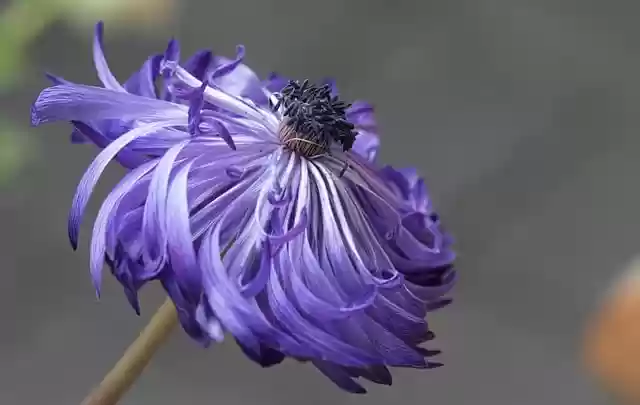 Free download anemone flower flora botany growth free picture to be edited with GIMP free online image editor