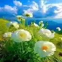 Anemone flowers in mountains Wallpaper  screen for extension Chrome web store in OffiDocs Chromium