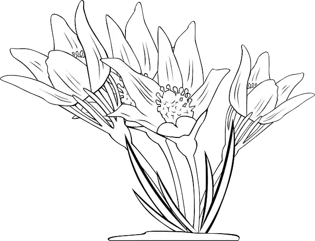 Free download Anemone Flowers Plant - Free vector graphic on Pixabay free illustration to be edited with GIMP free online image editor