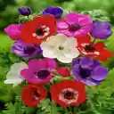 Anemone flower wallpaper  screen for extension Chrome web store in OffiDocs Chromium