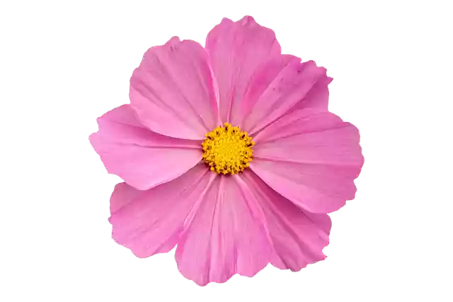 Free download Anemone Pink Flower -  free photo or picture to be edited with GIMP online image editor