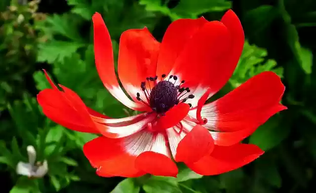 Gratis download Anemone Red Flower gratis fotosjabloon om te bewerken met GIMP online afbeeldingseditor