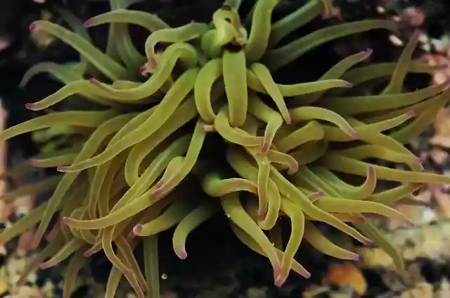 Free download Anemone Sea Submarine -  free photo or picture to be edited with GIMP online image editor