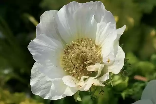 Free graphic anemone white flower flower bloom to be edited by GIMP free image editor by OffiDocs