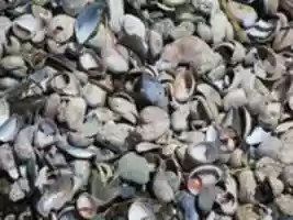 Free download An Entire Collection of Shells free photo or picture to be edited with GIMP online image editor