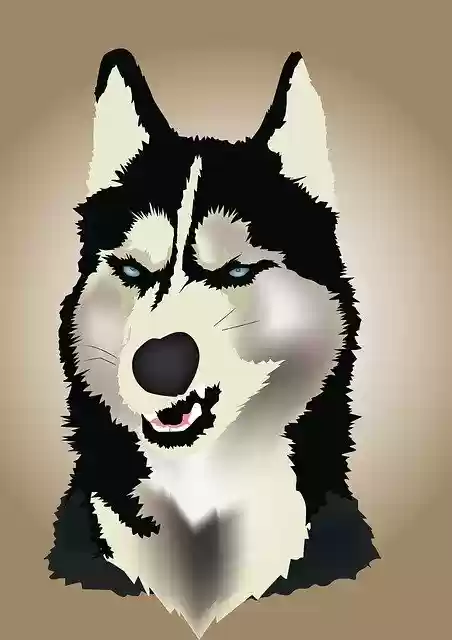 Free download Angry Siberian -  free illustration to be edited with GIMP free online image editor