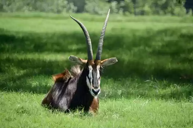 Завантажте безкоштовно тварина антилопа Африка дика природа безкоштовне зображення для редагування за допомогою безкоштовного онлайн-редактора зображень GIMP