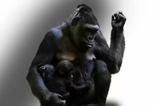 Free download animal ape monkey mammal wildlife free picture to be edited with GIMP free online image editor