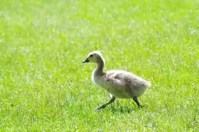 Bezpłatne pobieranie Animal Baby Geese - darmowe zdjęcie lub obraz do edycji za pomocą internetowego edytora obrazów GIMP