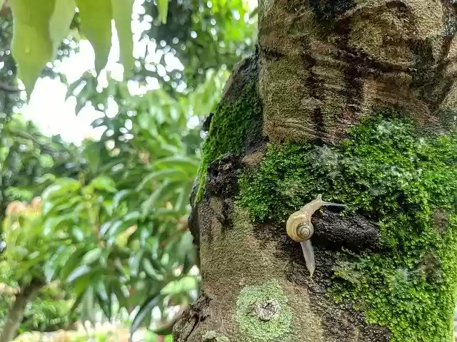 Free download Animal Background Beautiful -  free free photo or picture to be edited with GIMP online image editor