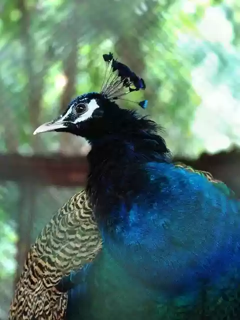 Free download Animal Bird Nature free photo template to be edited with GIMP online image editor