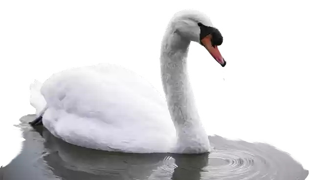 Free download Animal Bird Swan -  free photo or picture to be edited with GIMP online image editor