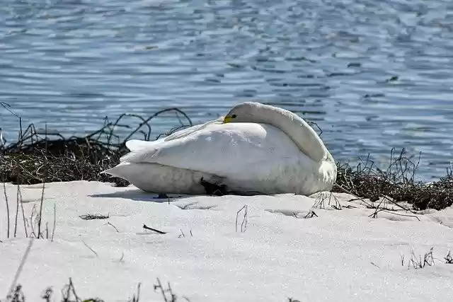 Free download animal bird waterfowl swan down free picture to be edited with GIMP free online image editor
