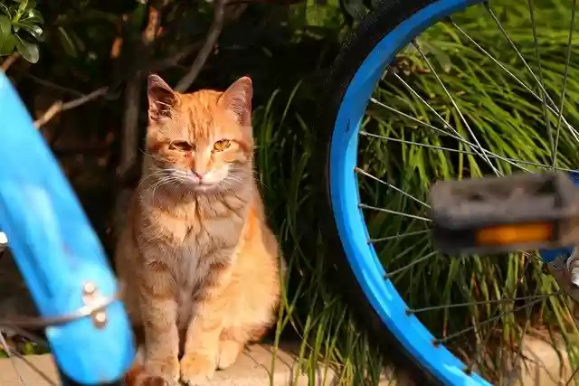 Free download animal cat mammal species fauna free picture to be edited with GIMP free online image editor