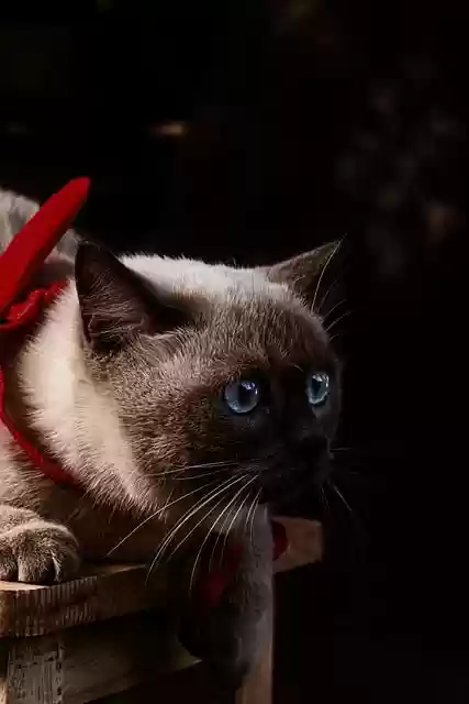 Free download animal cat pet mammal feline free picture to be edited with GIMP free online image editor