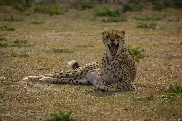 Free download animal cheetah mammal species free picture to be edited with GIMP free online image editor