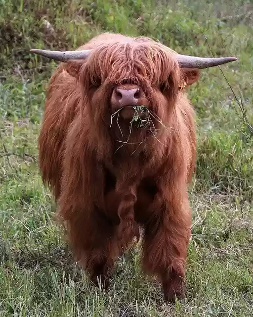 Free download Animal Cow Cattle -  free photo or picture to be edited with GIMP online image editor