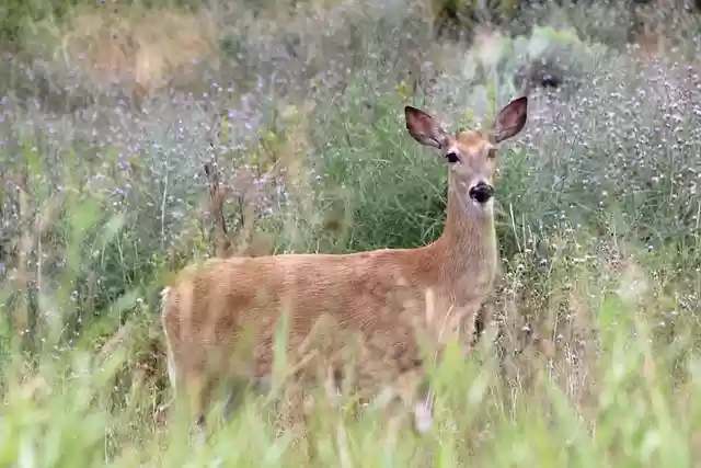 Free download animal deer wildlife doe species free picture to be edited with GIMP free online image editor
