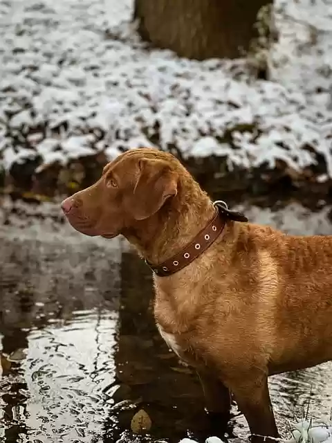 Free download animal dog mammal pet canine free picture to be edited with GIMP free online image editor