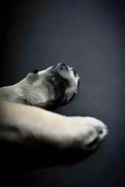 Free download animal dog paw love nails canine free picture to be edited with GIMP free online image editor
