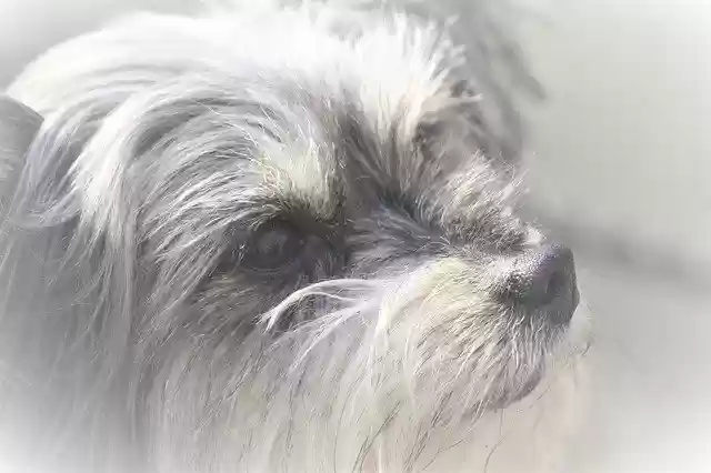 Free download Animal Dog Yorkshire Terrier -  free photo or picture to be edited with GIMP online image editor