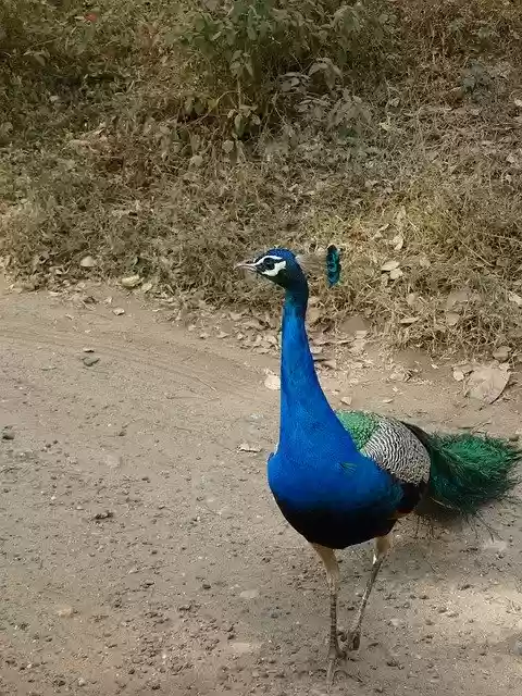 Free download Animal Forest Nature -  free photo or picture to be edited with GIMP online image editor