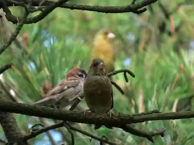 Free download Animal Forest Wood -  free photo or picture to be edited with GIMP online image editor