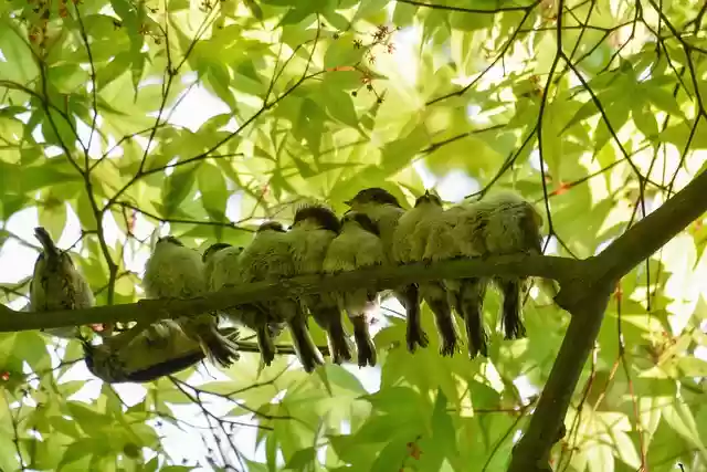 Free download animal forest wood green bird free picture to be edited with GIMP free online image editor