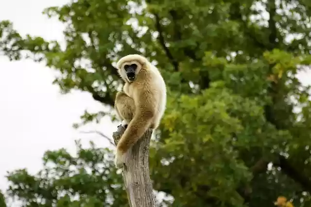 Free download animal gibbon primate ape mammal free picture to be edited with GIMP free online image editor
