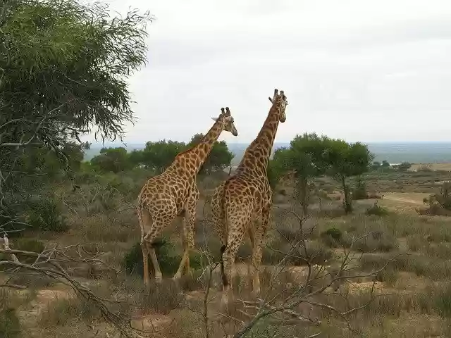 Free download Animal Giraffe Couple Cape -  free photo or picture to be edited with GIMP online image editor