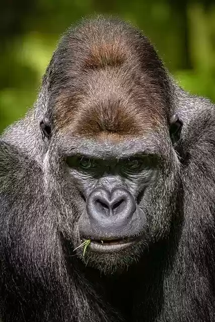 Free download animal gorilla mammal ape wildlife free picture to be edited with GIMP free online image editor