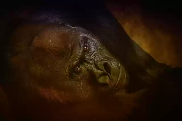 Free download Animal Gorilla Monkey -  free photo or picture to be edited with GIMP online image editor