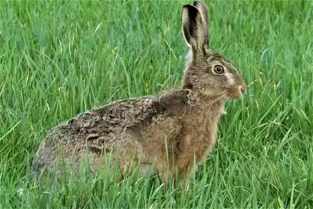 Free download animal hare mammal kind rabbit free picture to be edited with GIMP free online image editor