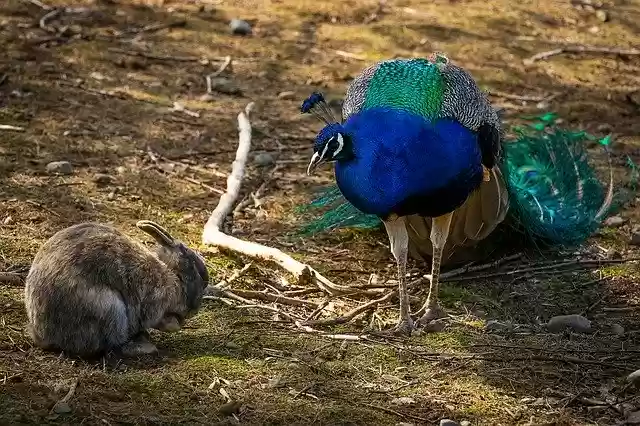 Free download Animal Hare Rabbit -  free photo or picture to be edited with GIMP online image editor