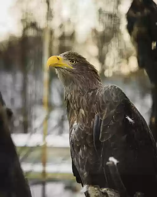 Free download animal hawk bird of prey avian free picture to be edited with GIMP free online image editor