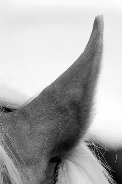 Free download animal horse ear hair monochrome free picture to be edited with GIMP free online image editor