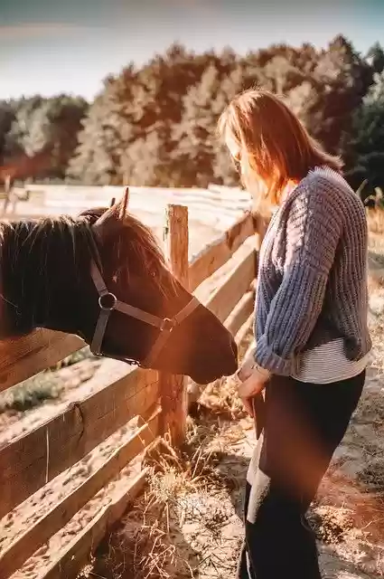 Free download animal horse mammal equine species free picture to be edited with GIMP free online image editor