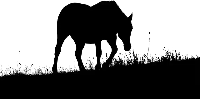 Free download Animal Horse Silhouette Prairie -  free illustration to be edited with GIMP free online image editor