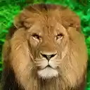 Animal Kingdom HD Wallpaper New Tab  screen for extension Chrome web store in OffiDocs Chromium