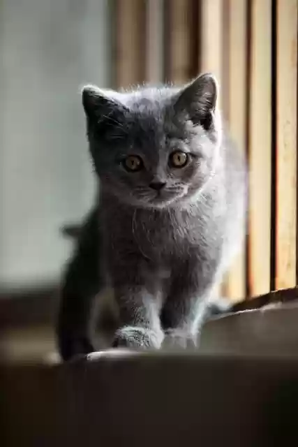 Free download animal kitten mammal feline cat free picture to be edited with GIMP free online image editor