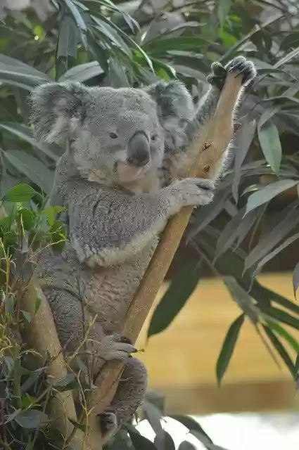 Free download Animal Koala Cute -  free photo or picture to be edited with GIMP online image editor