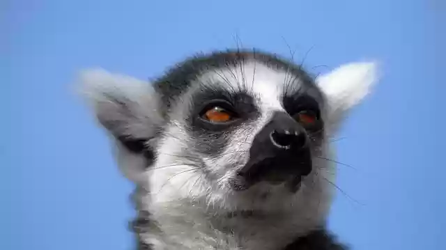 Free download animal lemur mammal species fauna free picture to be edited with GIMP free online image editor