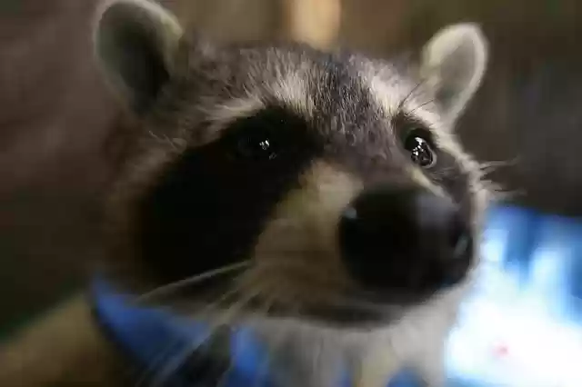 Free download animal mammal nature raccoon cute free picture to be edited with GIMP free online image editor