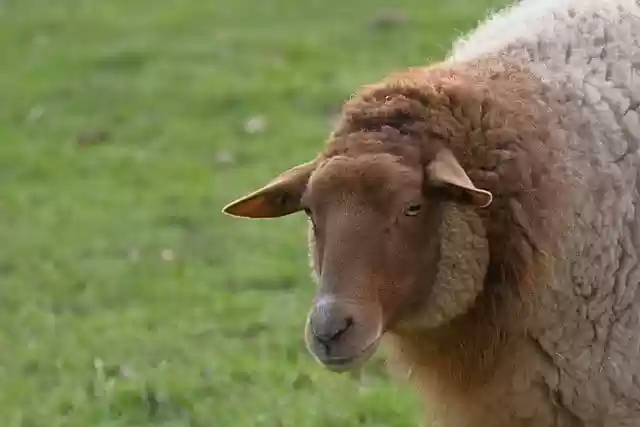 Free download animal mammal sheep wool sheep free picture to be edited with GIMP free online image editor