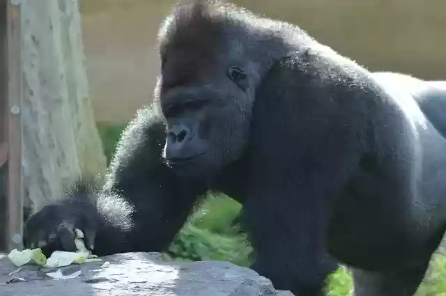 Free download Animal Monkey Gorilla -  free free photo or picture to be edited with GIMP online image editor