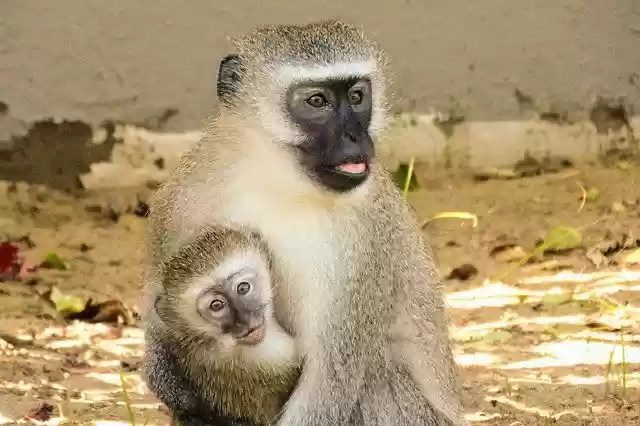 Free download animal monkey mammal primate free picture to be edited with GIMP free online image editor