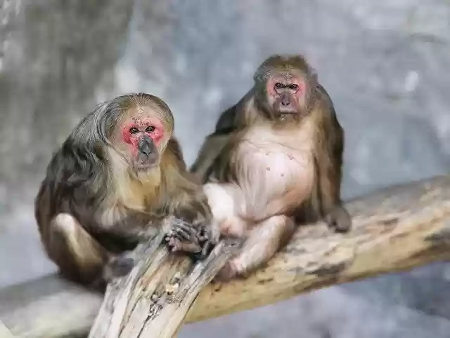 Free download animal monkey mammal species fauna free picture to be edited with GIMP free online image editor