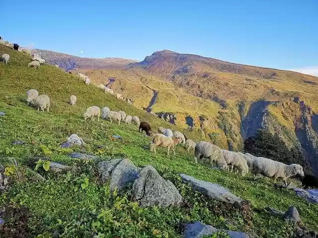 Free download Animal Mountain -  free photo or picture to be edited with GIMP online image editor