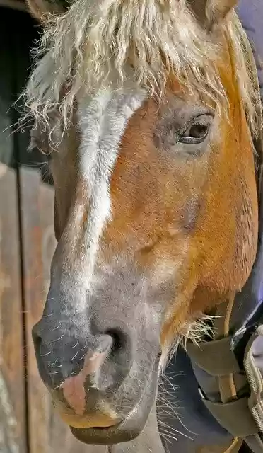 Free download Animal Mount Horse Old -  free photo or picture to be edited with GIMP online image editor